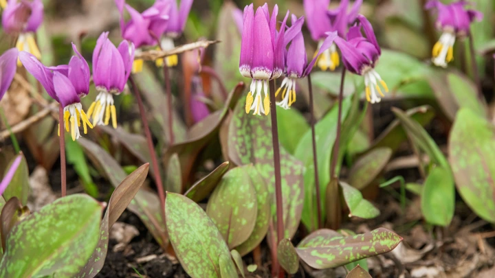 Это уголовное преступление: Что грозит стилисту Столярову за съеденный краснокнижный цветок