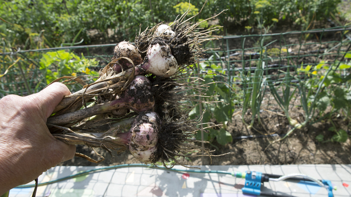 Лунный посевной календарь на 31 июля 2023: что сажать сегодня, советы садоводам и огородникам
