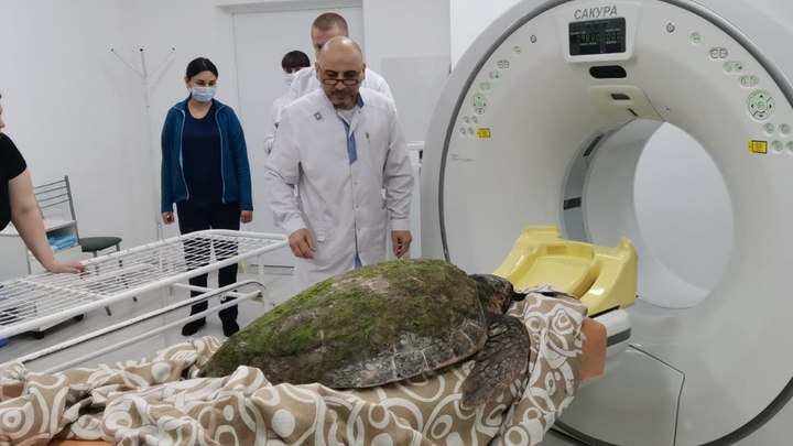 Тяжело больной черепахе сделали МРТ в горбольнице Анапы