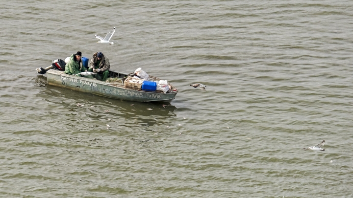 В Азовском море выловили всего сазана. Росрыболовство запретило добычу рыбы
