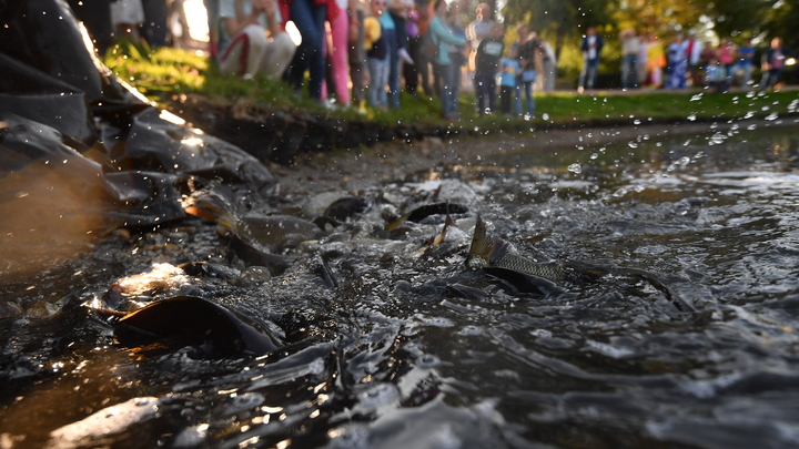 Нижнетагильский пруд после ремонта набережной почистят сазаны