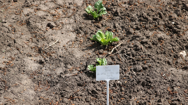 На Кубани разработают краевую программу развития семеноводства сахарной свеклы