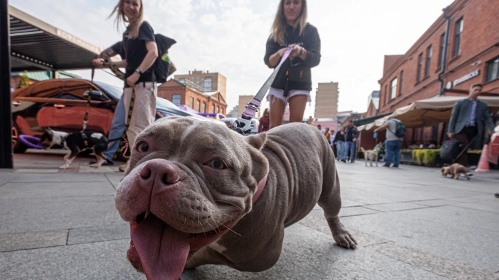 Делом о нападении собаки на двоих челябинских детей заинтересовался Бастрыкин