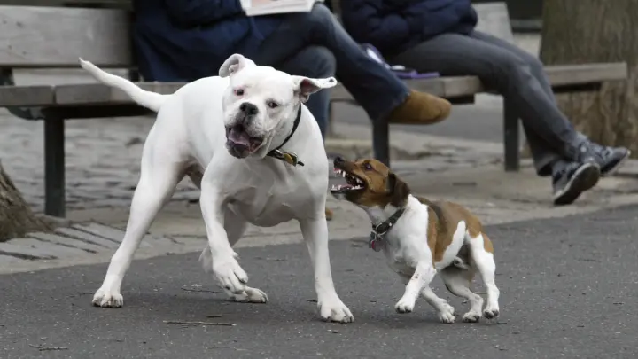 Кому запретят выгуливать собак? Правительство поддержало - уже есть список опасных питомцев