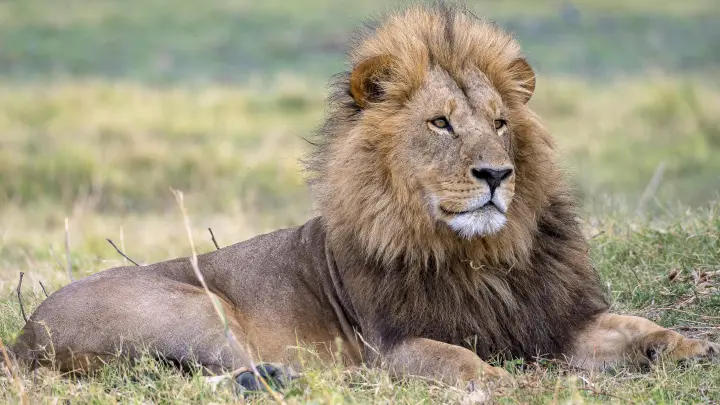 Едва не погибший от нападения льва директор парка Тайган вышел на связь: Что сообщил Зубков