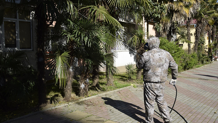 Не только людей: В Сочи в следующем году «вакцинируют» все пальмы