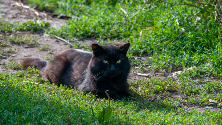 Житель Великобритании увидел у дороги похожее на пантеру существо