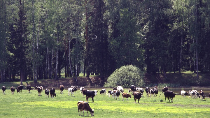 Депутат возмущён “захватом” в собственность сенокосных и лесных угодий Алматинской области