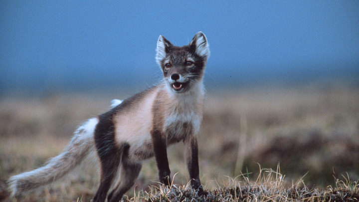 Масштаб больше, чем мог бы быть: После утечки в Норильске активист пугает катастрофой
