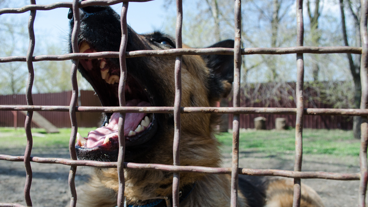 Краснодог приостановил отлов и стерилизацию бездомных животных после обысков