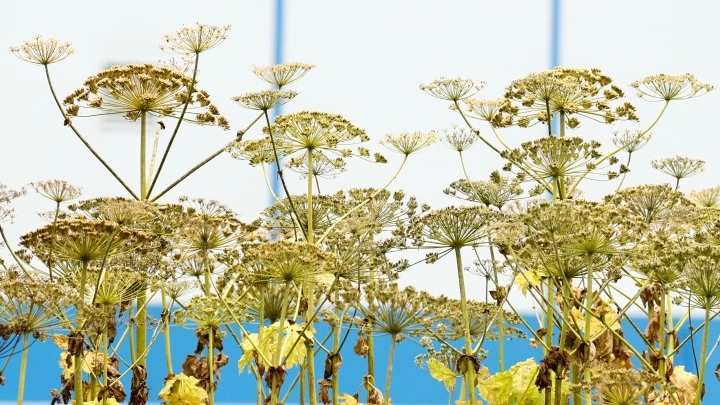 Два самых опасных сорняка: Что делать, если они появились на даче