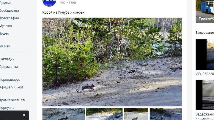 Популярный пляж Кургана облюбовали зайцы