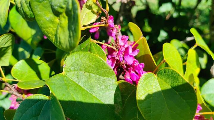 Иудино дерево зацвело в Сочинском нацпарке второй раз за год