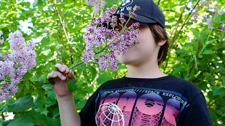 Белорусам выписывают огромные штрафы за обломанные кусты сирени