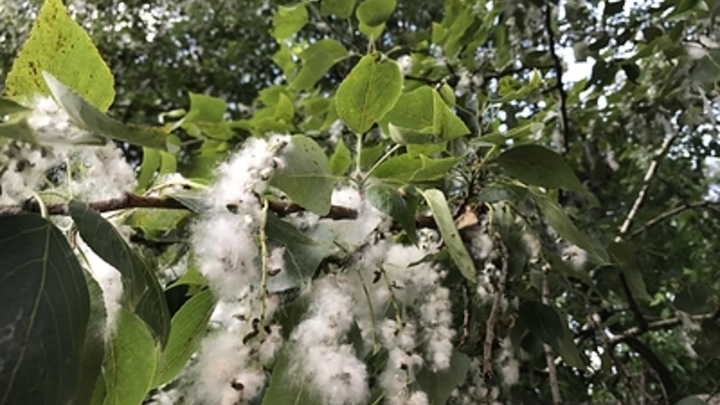 Как защитить аллергика от тополиного пуха: Советы врача