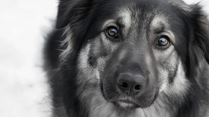 Шарик старше, чем кажется: ученые раскрыли реальный возраст собак