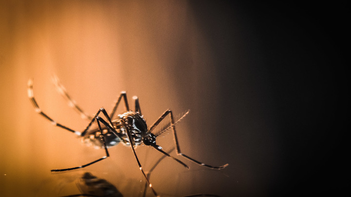 США планировали распространять вирус через комаров-кусак - Минобороны
