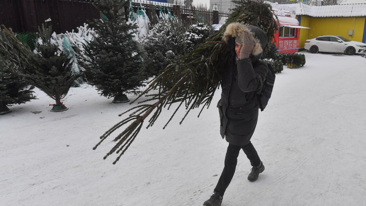 В Новосибирске неизвестные украли две ёлки с улиц города