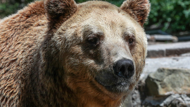 Медведи продолжают нападать на людей: Мужчина перепрыгнул через ограждение автомагистрали, чтобы спастись