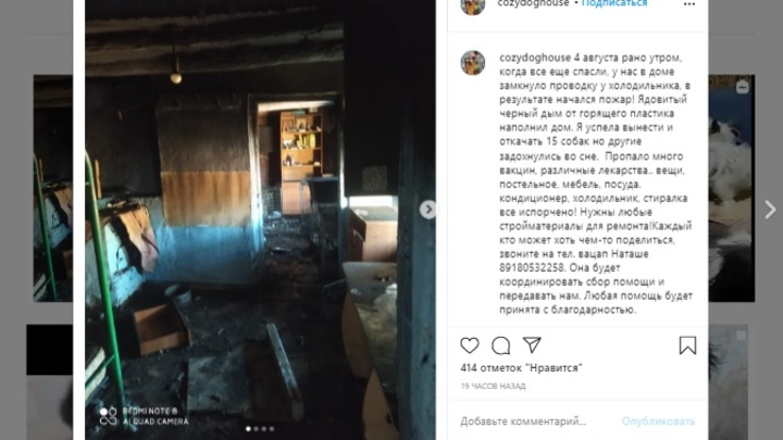 В приюте для собак в Темрюке погибли несколько сотен собак