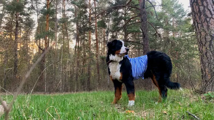 Ветеринар Костикова объяснила, почему кошки и собаки смотрят телевизор