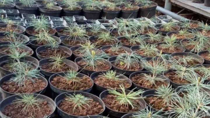 «Подмосковные кедры» начнут выращивать в Ивантеевском лесопитомнике