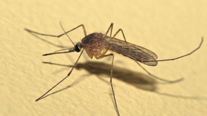 До Новороссийска добрались опасные тигровые комары
