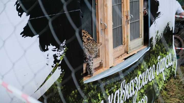 Родившихся в Сочи переднеазиатских леопардов выпустили в дикую природу