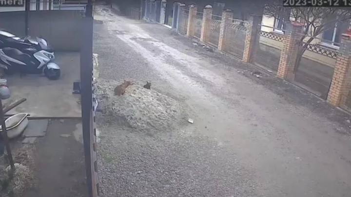 Хотел спугнуть: в пригороде Краснодара мужчина едва не застрелил породистую собаку из ружья