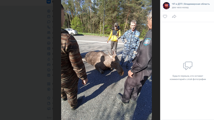 Бум лосей: Во Владимире на шоссе у Загородного парка сбили очередного сохатого