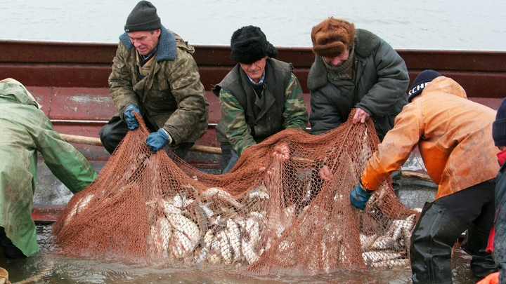 В Сибири начали масштабное восстановление поголовья муксуна в Оби