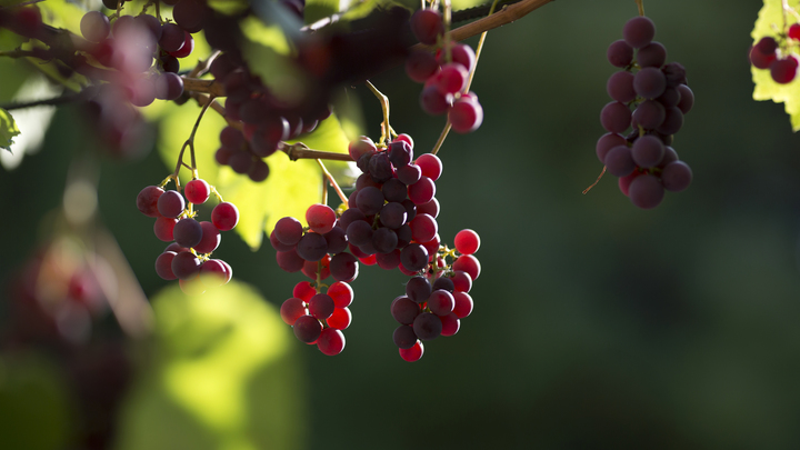 Суд отказал компании бизнесмена Сергея Галицкого в регистрации винного бренда Русская комета