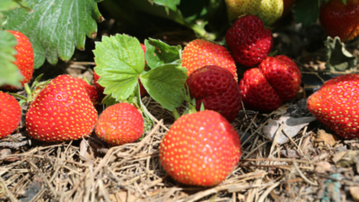 Врачи рассказали в чем польза и вред употребления клубники