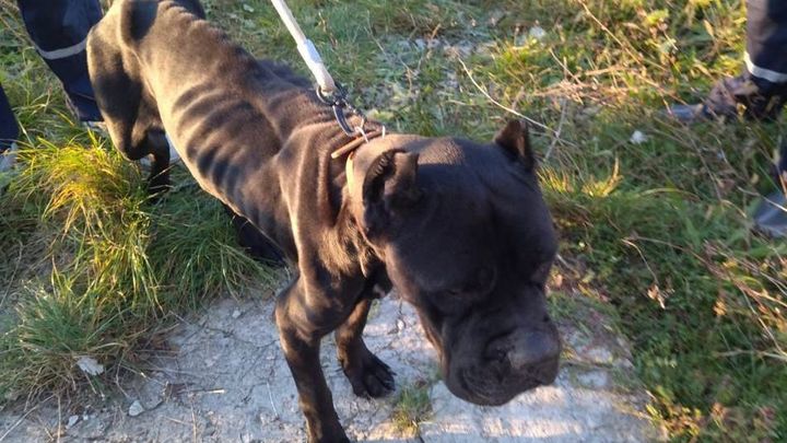 Измученных голодом собак породы кане-корсо обнаружили в Новороссийске