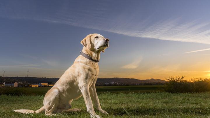 Храбрый пёс заступился за льва и проучил хулигана-тигра - видео