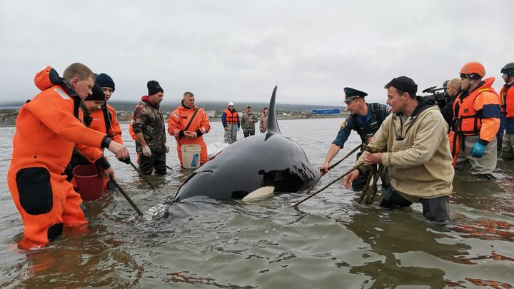 Ласковый лосёнок и косатка на отмели: Как диких животных спасает неравнодушие людей