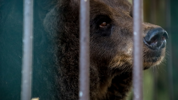 В одном из заповедников Прикамья турист встретился с медведем