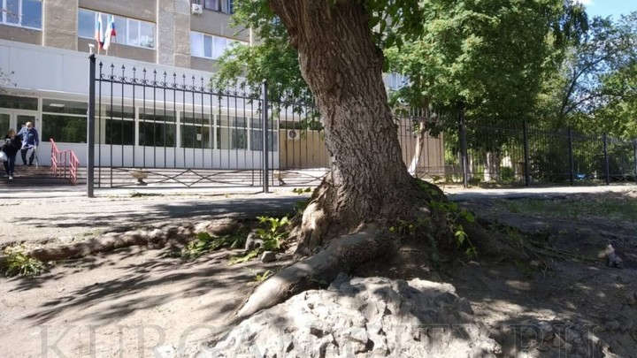 В Кургане ради ремонта дороги вырубят деревья