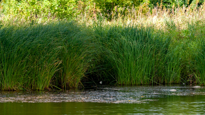 В Краснодаре на Карасунском озере загорелся камыш