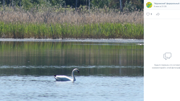 В Муромском заказнике заметили краснокнижного лебедя-шипуна