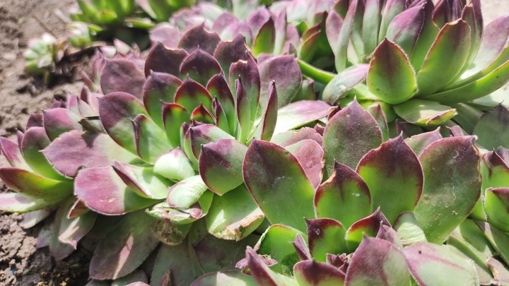 Лунный посевной календарь на 16 сентября 2023: что сажать сегодня, советы садоводам и огородникам