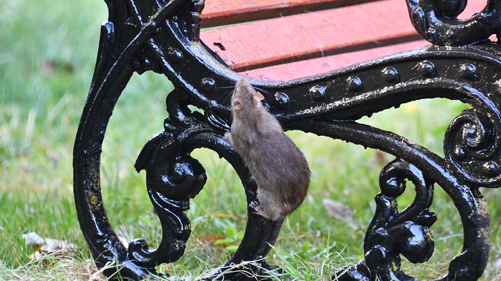 Крысы готовятся к Рождеству в центре Риги: Новая реальность Европы