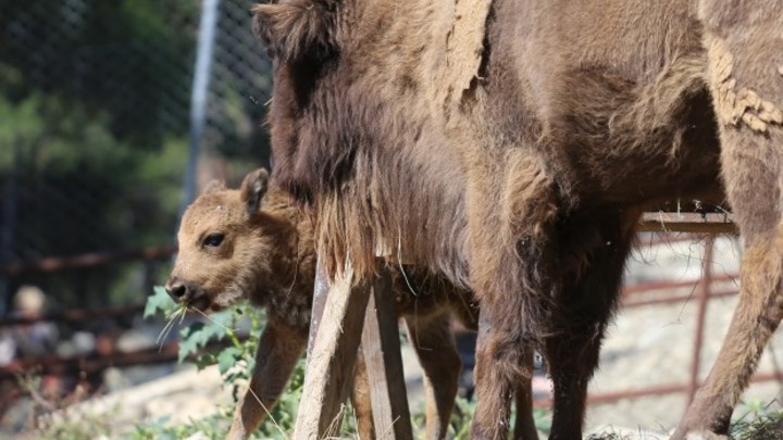 В Геленджике родились два детеныша зубра
