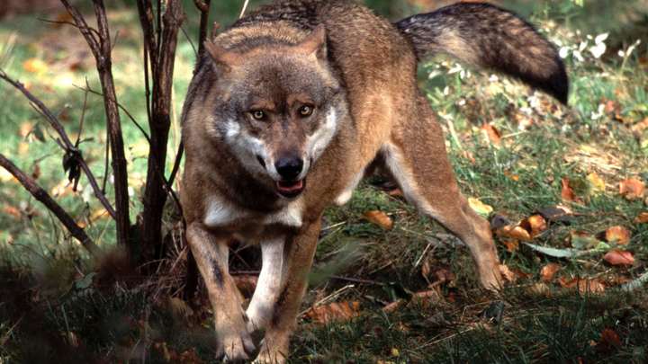 На Урале возбудили дело по факту охоты курганского депутата, где волка задавили снегоходом