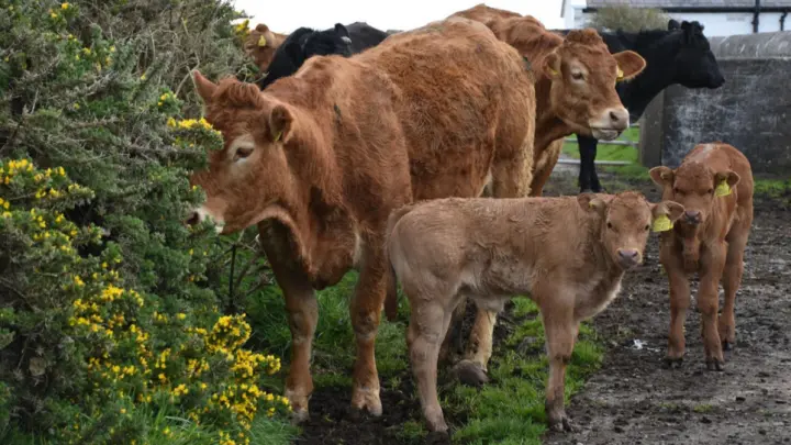 Лишившаяся коровы бабушка создана ИИ: Кому решила помочь Виктория Боня