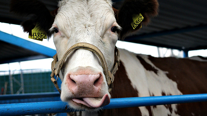 Офшорные олигархи взвинтили цены на молоко. Наценка доходит до 150 процентов