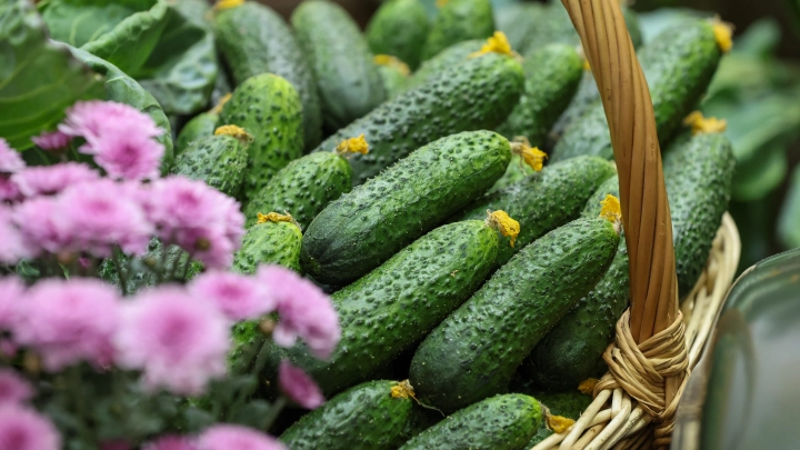 Успех России довёл до бешенства Польшу. Теперь не угодили огурцы