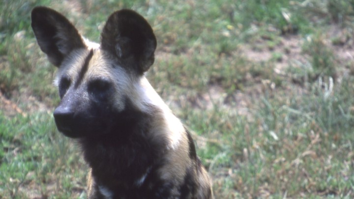 В Новосибирский зоопарк привезли хихикающих падальщиков из Ленинградской области