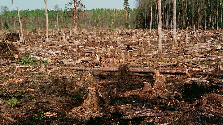 Люди пожаловались на массовую вырубку леса возле села под Новосибирском