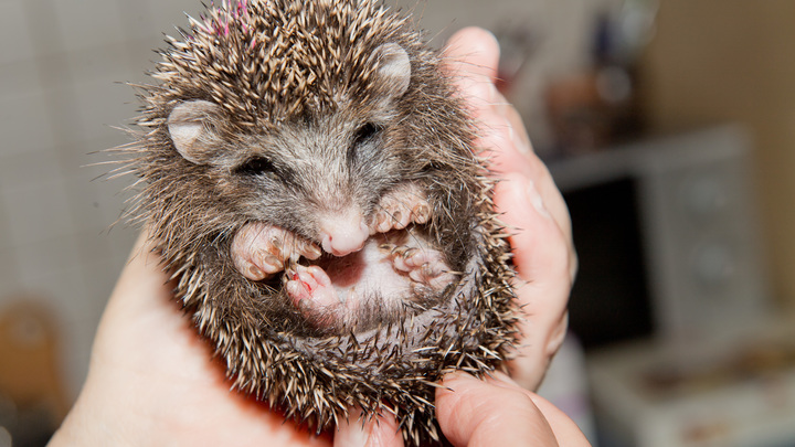 А ёжик выйдет? Шутка Норкина о проктологе вызвала истерику